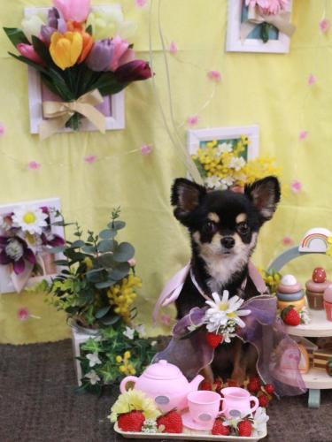 20230330マカロンちゃん